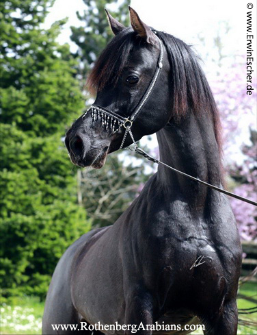 Gestüt Rothenberg GR Moneef